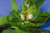 Leafy Spurge Gall Midge (Spurgia esulae)