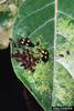 Milkweed Bug (Oncopeltus sp.)