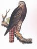 Red-tailed Hawk artwork (Buteo jamaicensis calurus)