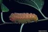 Luna Moth larva (Actias luna)