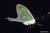Luna Moth (Actias luna)