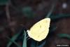 Little Yellow (Eurema lisa)