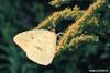 Cloudless Sulphur (Phoebis sennae)