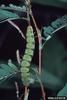 Cloudless Sulphur larva (Phoebis sennae)