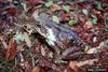 Cane Toad (Bufo marinus)