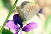 Pseudozizeeria maha (Pale Grass Blue Butterfly)
