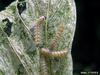 Fall Webworm Moth caterpillars (Hyphantria cunea)