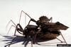 Wheel Bug (Arilus cristatus)