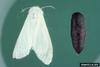 Fall Webworm Moth (Hyphantria cunea)