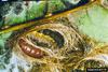 Fall Webworm Moth pupa (Hyphantria cunea)