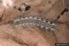 Fall Webworm Moth caterpillar (Hyphantria cunea)