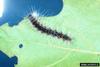 Fall Webworm Moth caterpillar (Hyphantria cunea)