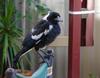 magpie baby 2 (Australian Magpie)