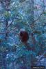 North American Porcupine (Erethizon dorsatum)