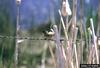 Marsh Wren (Cistothorus palustris)