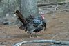 Happy Thanksgiving! - Wild Turkey (Meleagris gallopavo)