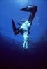 diving albatross