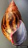 Giant Ghana Tiger Snail shell (Achatina achatina)