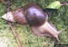Giant East African Snail (Achatina fulica)