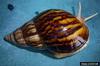 African Land Snail (Achatina panthera)