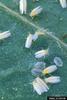 Silverleaf Whitefly (Bemisia argentifolii)