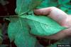 Sweetpotato Whitefly (Bemisia tabaci)