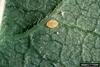 Sweetpotato Whitefly puparia (Bemisia tabaci)