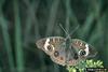 Buckeye Butterfly (Junonia coenia)
