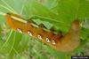 Pandora Sphinx caterpillar (Eumorpha pandorus)