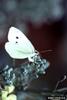 Cabbage White Butterfly (Pieris rapae)