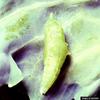Cabbage White Butterfly (Pieris rapae) pupa