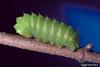 Polyphemus Moth caterpillar (Antheraea polyphemus)
