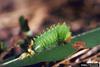 Polyphemus Moth (Antheraea polyphemus) caterpillar