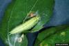 Tawny Emperor (Asterocampa clyton) caterpillar