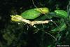 Tawny Emperor (Asterocampa clyton) wintering caterpillar