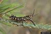 Giant Brown Cricket (Tropidacris dux) nymph