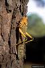 Giant Brown Cricket (Tropidacris dux)