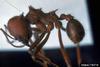 Texas Leafcutting Ant (Atta texana)