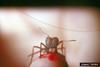 Texas Leafcutting Ant (Atta texana)