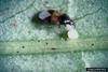 Insidious Flower Bug (Orius insidiosus)