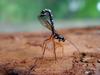 Giant Ichneumon Wasp (Rhyssa persuasoria)