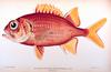 Yellowfin Soldierfish (Myripristis chryseres)