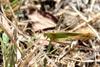 Phaneroptera falcata (Sickle-bearing bush-cricket)