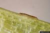 Waterhyacinth Moth (Xubida infusella) larva