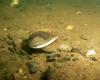 Freshwater Mussel