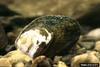 Slippershell Mussel (Alasmidonta viridis)