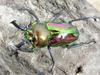 king stag beetle