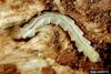 Emerald Ash Borer (Agrilus planipennis) larva