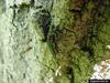 Emerald Ash Borer (Agrilus planipennis)