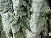 Emerald Ash Borer (Agrilus planipennis)